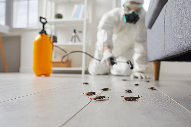 Post-Treatment Bed Bug Interceptor Monitoring in Laton